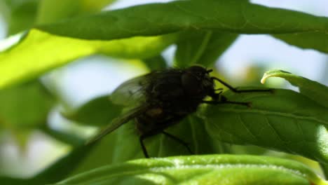 A-fly-is-walking-on-a-green-leave-from-the-shadow-in-to-the-sun-in-slow-motion