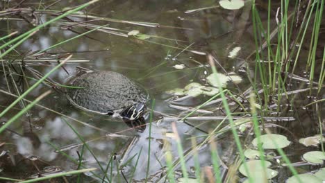 Schildkröte-Im-Teichwasser-In-Den-Everglades-Schwimmt-Davon
