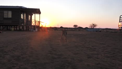 Hund-Läuft-Bei-Sonnenuntergang-In-Zeitlupe-In-Der-Afrikanischen-Landschaft-Davon