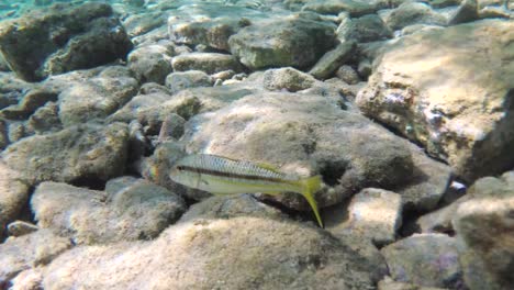 Bunte-Fische-Schwimmen-In-Der-Nähe-Der-Kamera-Im-Kristallklaren-Wasser-Auf-Kreta,-Griechenland