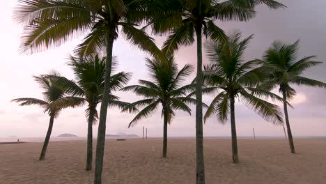 Zeitlupen-Handheld,-Der-Bei-Sonnenaufgang-Zur-Goldenen-Stunde-Durch-Eine-Gruppe-Von-Stämmen-Und-Blättern-Von-Palmen-An-Einem-Leeren-Strand-Von-Rio-De-Janeiro-Läuft