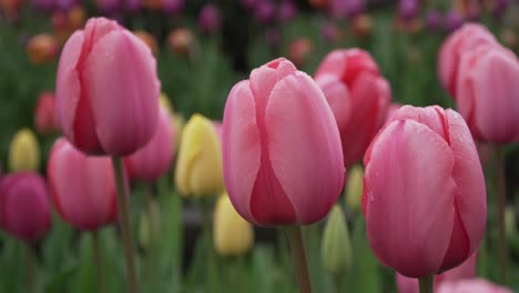 Wunderschöne-Tulpen,-Die-Sich-Sanft-In-Einem-Garten-Wiegen