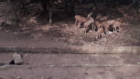 group-of-deer-eating-next-to-sidewalk-in-Malaysia,-Asia