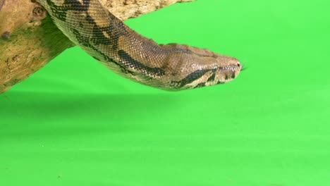 Nahaufnahme-Des-Profils-Einer-Pythonschlange,-Die-Ihre-Zunge-Vor-Einem-Grünen-Hintergrund-Herausstreckt