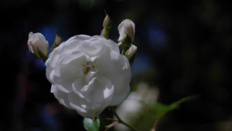 Weiße-Blume-In-Einer-Leichten-Brise