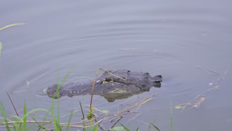 Alligator-öffnet-Sein-Maul-Im-Sumpf-Der-Everglades-In-Südflorida-In-4K-Auflösung