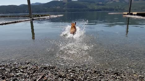 Dog-chasing-stick-at-beautiful-lake-with-blue-skies