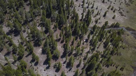 Vogelperspektive-Auf-Immergrüne-Bäume-In-Der-Nähe-Des-Yosemite-Nationalparks