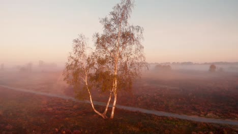 Aerial-view-panning-up-from-ground-level-to-show-the-wider-moorland-landscape-covered-in-early-morning-mist-behind-the-birch-along-a-dirt-road-in-the-foreground