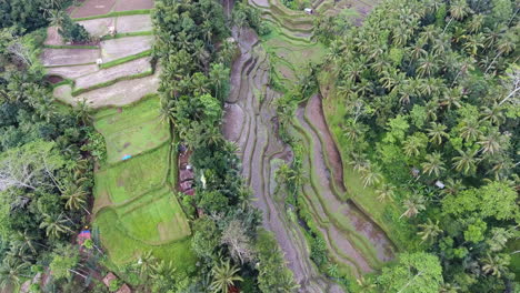 Kippbare-Luftaufnahme,-Die-Die-Reisterrassen-In-Bali-Zeigt