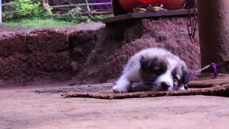 Tiny-fuzzy-brown-and-white-puppy-tied-to-a-post-with-thin-ribbon-lays-on-a-mat-and-adjusts-his-position
