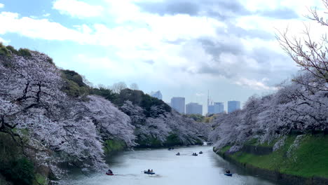 Die-Menschen-Genießen-Es,-Mit-Booten-Durch-Den-Wassergraben-Des-Kaiserlichen-Palastes-Im-Chidorigafuchi-Park-Mit-Kirschblüten-Zu-Navigieren