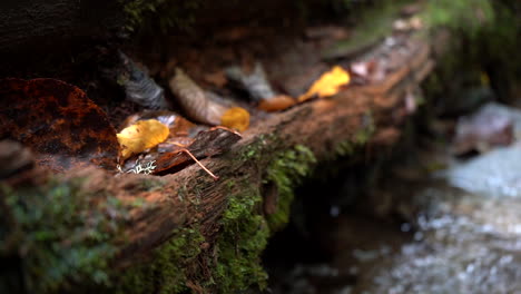 Fall-Leafs-Sitting-in-an-Open-Log-over-the-Creek