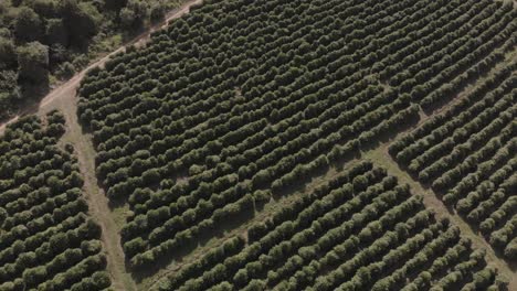 Drohnenflug-über-Kaffeeplantage-In-Brasilien