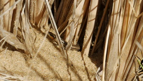 Small-lizard-crawling-on-the-sand