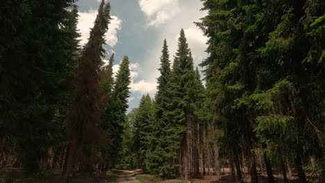 Pan-from-bottom-to-top-of-fir-trees-in-the-forest-on-a-sunny-day