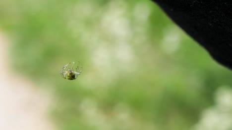 Close-up-shot-of-a-very-tiny-green-spider-hanging-on-a-small-thread-in-slow-motion