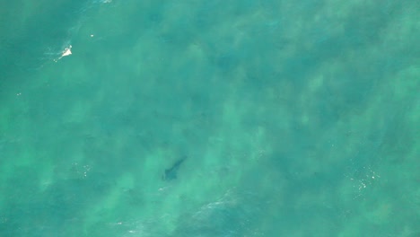 Hai-Silhouette,-Die-Im-Flachen-Türkisfarbenen-Wasser-Australiens-Schwimmt