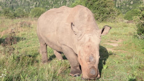 Rinoceronte-Blanco-Sin-Cuernos,-Ceratotherium-Simum-Pasta-Lentamente-Alrededor-De-Un-Vehículo-De-Visor-De-Juegos-En-La-Reserva-Privada-De-Juegos-Kariega-En-La-Región-Del-Cabo-Oriental-De-Sudáfrica