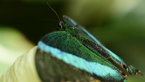 Wunderschöne-Nahaufnahme-Eines-Smaragdgrünen-Schwalbenschwanzschmetterlings