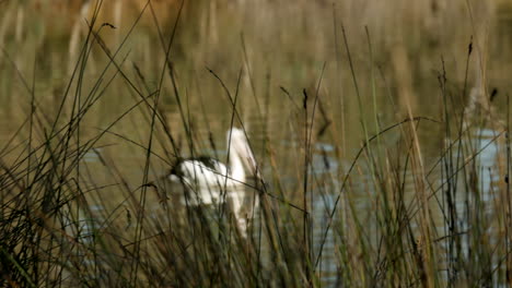 Großer-Weißer-Pelikan,-Der-In-Einem-Teich-Nach-Nahrung-Fischt