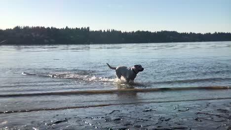 Dog-splashing,-running-and-having-fun-in-slow-motion-on-the-water-at-sunset