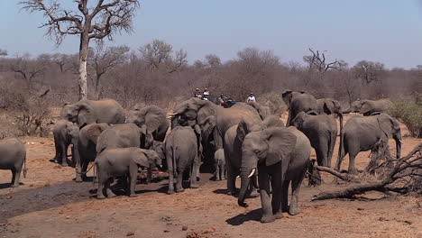Safari-vehicle-passing-herd-of-elephant