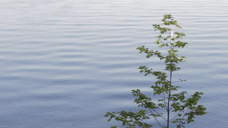 Peaceful-Shot-Of-Green-Leaf-Maple-Tree-In-Front-Of-Blue-Lake-With-Calm-Waves-In-Summer