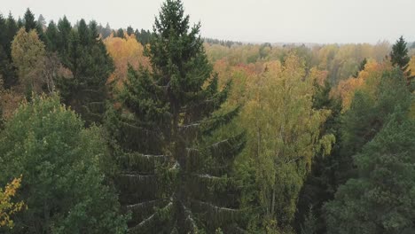 Rising-aerial-shot-of-a-forest-in-Finland-during-Autumn-Fall-during-a-foggy-morning