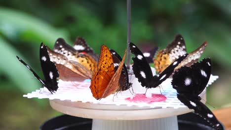 Colourful-Butterflies-at-the-Kuranda-Butterfly-Sanctuary
