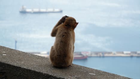 Junger-Furchtloser-Affe,-Der-Gibraltar-Erkundet
