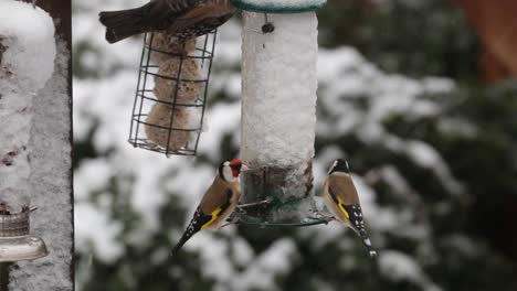 Goldfinken-Konkurrieren-Miteinander-Und-Mit-Staren-An-Einem-Schneebedeckten-Futterhäuschen-Für-Vögel