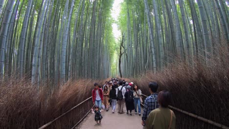Visitors-crowd-pathway-in-the-famous-Arashiyama-Bamboo-Forest,-Kyoto