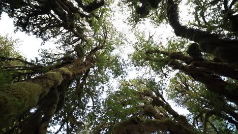 Fpv-looking-up-and-spiraling-view-of-the-rain-forest-canopy