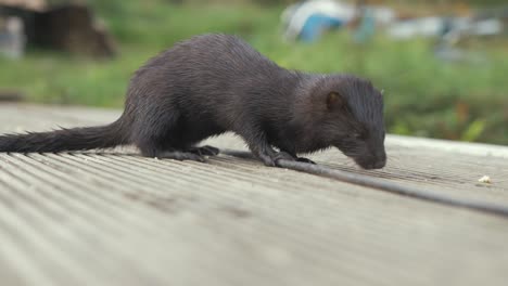 Confident-Wild-Mink-eats-crumbs-on-jetty-REAL-TIME-CLOSE-UP