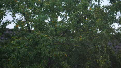 raining-on-branches-in-the-summer