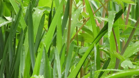 Green-grass-in-rain