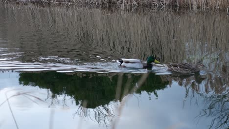 Male-and-Female-duck-swimming-together-along-canal