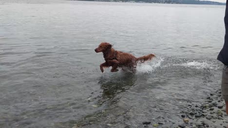 A-young-playful-dog-bounding-through-the-water-chasing-rocks-thrown-by-its-owner,-Slow-Motion