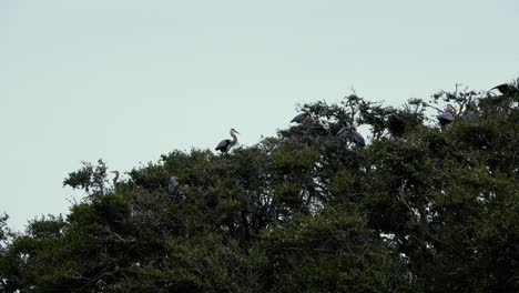 Blue-Herons-mating-season