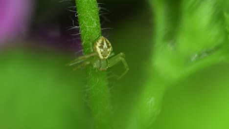 Closeup-footage-of-a-crab-spider-in-a-geranium-plant