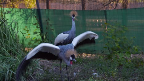 A-pair-of-grey-crowned-cranes-in-an-enclosure-strutting,-flapping-wings-and-jumping-at-each-other