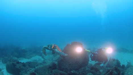 Eine-Schildkröte-Schwimmt-Mit-Hellem-Licht-Von-Einem-Unterwasserkameramann-Weg
