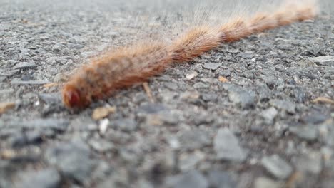 A-slow-motion-video-of-hairy-caterpillars-walking-in-a-single-line