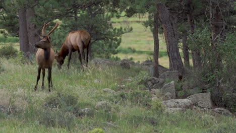 Elk-eating-grass-in-forest