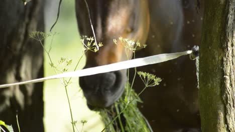 The-green-grass-of-fennel-with-brown-horse-blurred-in-the-background-eating-grass