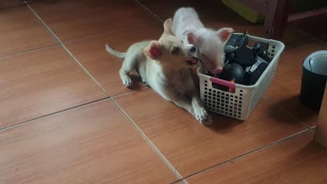 Labrador-retriever-puppy-teething,-gnawing-on-wires-and-cables,-piglet-wants-to-join