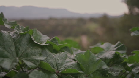 Close-Up-Footage-Of-Low-Plant-Leafs-With-A-Mountain-on-The-Background