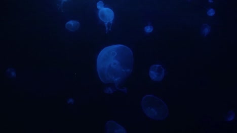 Multicolor-Jellyfish-changing-color-with-light