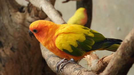 Beautiful-Sun-Conure-parrots-sitting-in-the-tree-branch-an-zoo